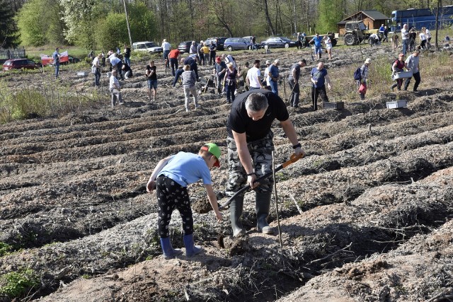 Dąbrowa Górnicza, Sosnowiec: posadzili 7 tysięcy drzew, Las Europejski będzie większy