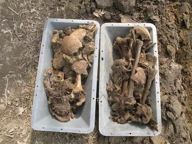 Kości porozrzucać mogli np. poszukiwacze skarbów. W masowym grobie spoczywało sześć ciał, dwóch nie udało się w żaden sposób zidentyfikować.