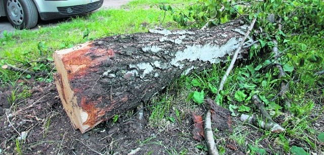 Wycięta brzozaDecyzja o wycięciu drzewa wzbudziła kontrowersje wśród mieszkańców osiedla.