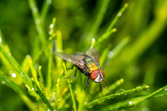 Muchy to uciążliwe owady. Do walki z nimi można użyć ziół i przyprawach powszechnie wykorzystywanych w kuchni. Kliknij, aby zobaczyć popularne rośliny do walki z muchami.