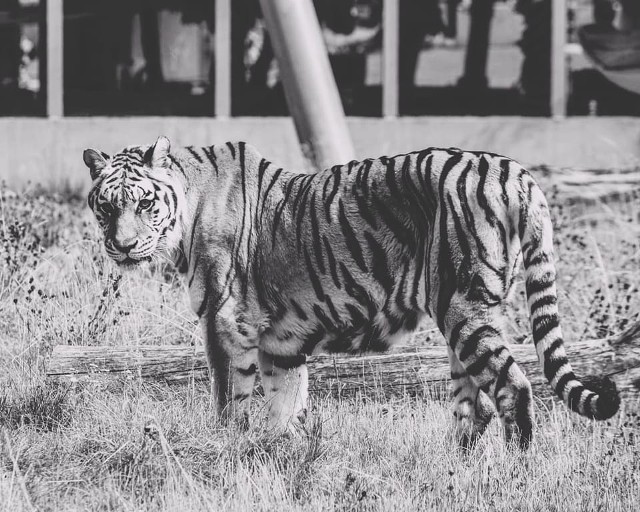 Nie żyje tygrysica z zoo w Łodzi.