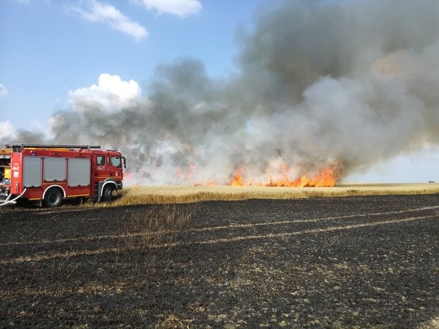 W poniedziałek (23 lipca) doszło do dwóch groźnych pożarów zboża i pożarów kombajnów zbożowych w miejscowościach Piastowo i Lipie Góry. Największe problemy strażacy mieli przy pożarach zboża, które wybuchły niemal w tym samym czasie w okolicach miejscowości Lipie Góry oraz Bobrówko. W akcji gaszenia pożaru w okolicach Bobrówka wzięło udział 18 samochodów gaśniczych oraz dwa samoloty z regionalnej Dyrekcji Lasów Państwowych w Szczecinie. Akcję utrudniał silny wiatr. Na szczęście sytuacja została opanowana i ogień nie rozprzestrzenił się na pobliski las. Spaliło się około 75 hektarów terenu, w tym 60 hektarów zboża. Strażakom udało się uratować ponad 200 hektarów zboża.Natomiast do gaszenia pożaru kombajnu i pola pszenicy w okolicach miejscowości Lipie Góry zadysponowano siedem wozów gaśniczych. Spłonęło tam około 8 hektarów oraz kombajn.Na szczęście w czasie działań gaśniczych nikt nie ucierpiał.Zobacz też: KARAMBOL NA DRODZE S3. ZDERZYŁY SIĘ CZTERY SAMOCHODY, DWIE OSOBY W SZPITALU. W KRAKSIE UCZESTNICZYŁA CYSTERNAZobacz też: WYMARŁE MIASTECZKO NA SKRAJU LUBUSKIEGO [WIDEO, ZDJĘCIA]