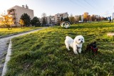 Nawet do 500 zł mandatu za psie kupy. Miasto rozpoczyna kolejne działania w ramach akcji „Sprzątaj po swoim psie”