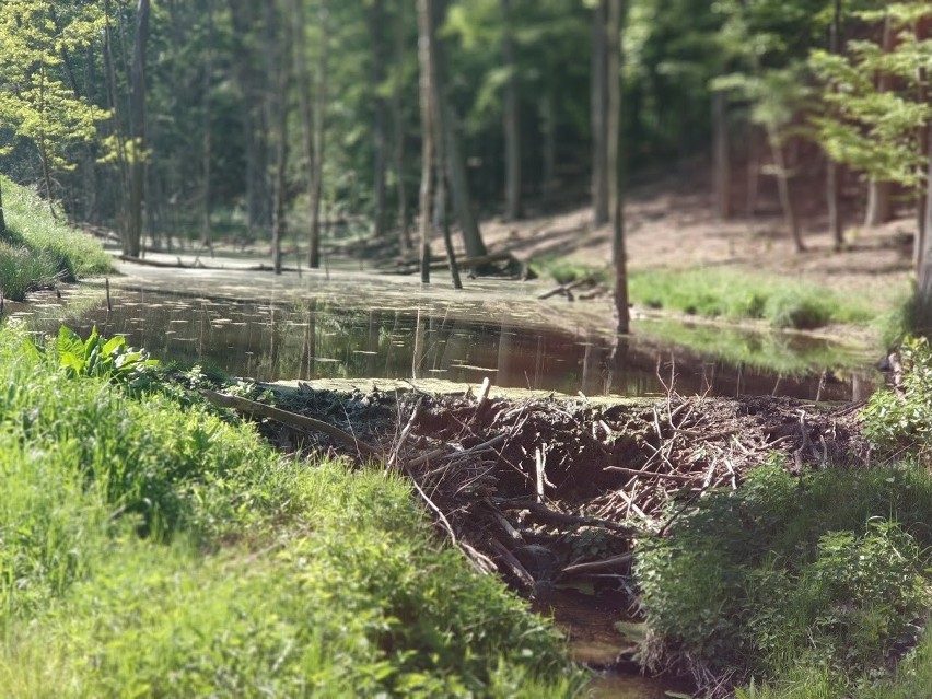 Gmina Trzebiechów – gmina, która dba o mieszkańców i środowisko