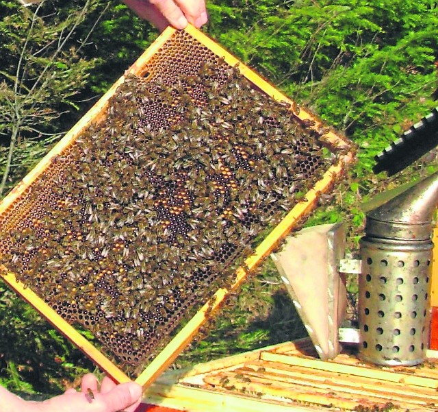 Maj dał się pszczelarzom we znakiW ulu, w okresie, gdy pszczoły zbierają miód, może być ich od 40 do 60 tysięcy. Gdy dni są zbyt chłodne i pszczoły nie mogą wylecieć, zjadają swoje zapasy. Kiedy i tych brakuje, czujny musi być pszczelarz