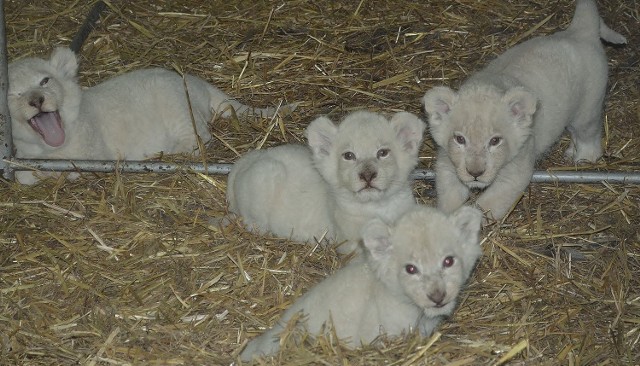 Jeden samiec i trzy samice jeszcze nie mają imion. Zoo safari w Świerkocinie ogłosiło a tej sprawie konkurs. Białe lwy rodzą się w niewoli rzadko. Tymczasem w Świerkocinie to już drugi taki poród. Rok temu na świat przyszedł Kubuś, również biały lew.Zobacz też: W Zoo Safari na świat przyszedł biały lew Kubuś (wideo, zdjęcia)Lwiątka są pod opieką rodziców. Jak na maluchy przystało, lubią dużo spać. Są też psotne, lubią się bawić i zaczepiają swoich rodziców. Co ciekawe, maluchy już zaczynają żywić się mięsem. Na razie lwiątka zamknięte są w kojcach. Na wybiegu pojawią się prawdopodopodbnie pod koniec czerwca. - Na razie oglądanie lwiątek nie jest możliwe - przyznaje Renata Rasmussen z ZOO Safari w Świerkocinie. 