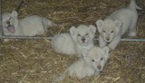 Cztery białe lwy urodziły się w Świerkocinie. Są prześliczne! [ZDJĘCIA]