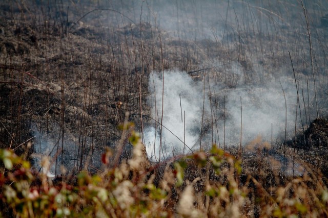 Zdjęcie ilustracyjne. Po zgaszeniu pożaru traw przy obwodnicy Wadowic znaleziono zwłoki