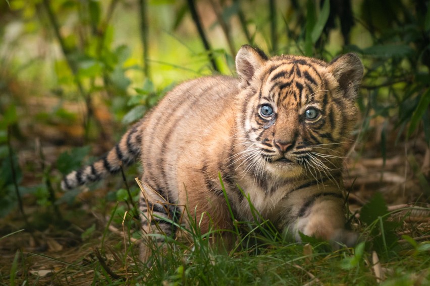 Oto tygrysek z wrocławskiego zoo. Ale słodziak!