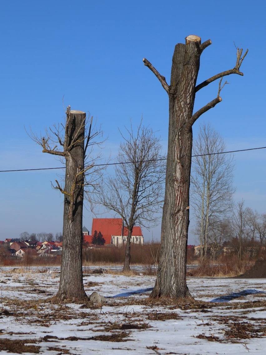 Naukowcy protestują przeciw wycince drzew w Wiślicy. Burmistrz: - Gałęzie spadały ludziom na głowy