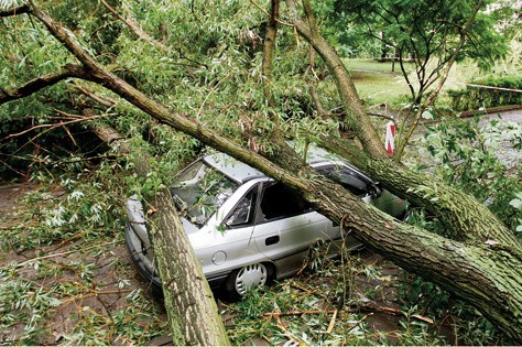 Spadające konary i gałęzie powalonych przez burzę drzew uszkodziły co najmniej 40 aut w różnych rejonach miasta.