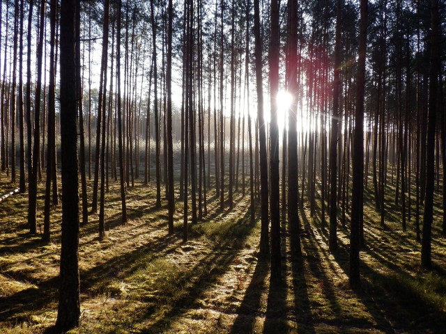 Las sosnowy - wciąż bardzo popularny w naszym regionie i tak zapewne pozostanie przez wiele lat. Ile? To zależy także od nas, bo za zmiany klimatu odpowiada głównie człowiek.