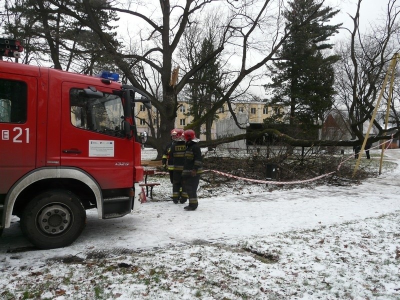 Jagosz srogo ucierpiał od wiatru.