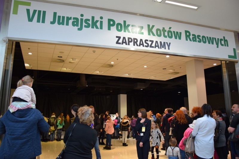 VII Jurajski Pokaz Kotów Rasowych Częstochowa 2017