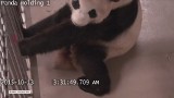 Kanada. Zobacz narodziny dwóch pand (wideo)