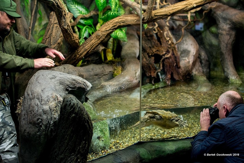Zamojskie zoo dostało żółwia jaszczurowatego. Znaleziono go w zalewie w Kutnie