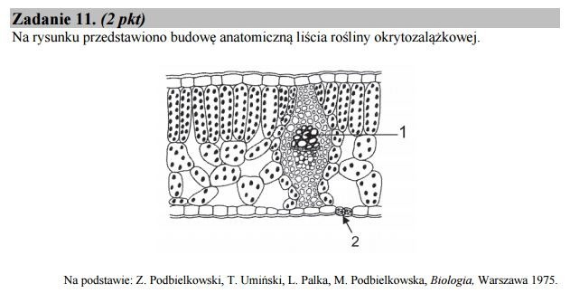 Stara matura 2016: Biologia rozszerzona [ODPOWIEDZI, ARKUSZ CKE]