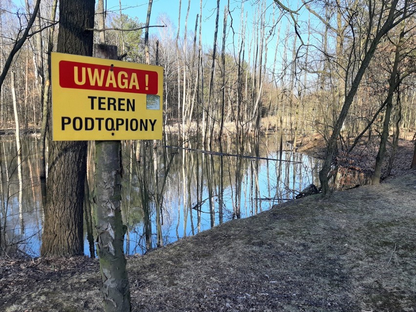 Przy rolkostradzie w Dolinie Trzech Stawów wycięto...