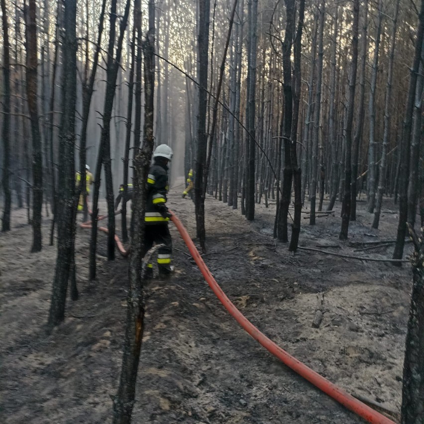 Pożar lasu w powiecie chełmskim. Akcja gaśnicza trwała ponad cztery godziny