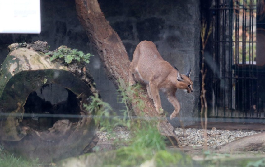 Puma Nubia to mieszkanka  Śląskiego Ogrodu Zoologicznego