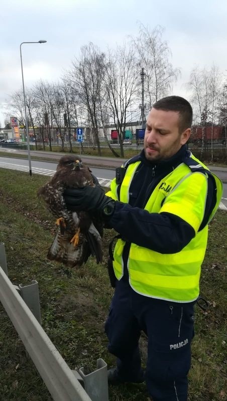 Policjanci z gdańskiej drogówki uratowali myszołowa. Ptak prawdopodobnie został potrącony 