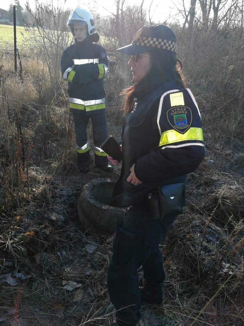 Patrol Straży Gminnej w Czerwonaku powiadomił o wypadku...