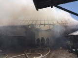 Łany koło Ciska. Trzynaście zastępów straży gasiło pożar, który wybuchł w niedzielę przed południem