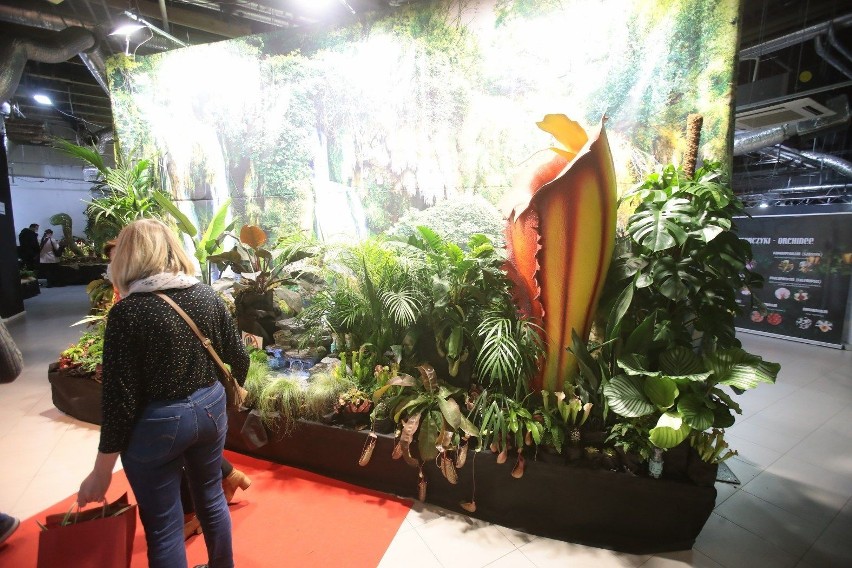 Festiwal roślin owadożernych „Atak gigantów” oraz Wystawa...