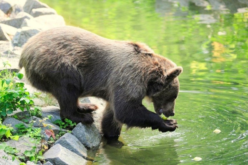 Niedźwiedzie brunatne - pokazowe karmienie
