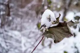 Prognoza pogody na grudzień