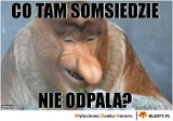Janusz Nosacz to ulubieniec Polaków. W którym zoo można zobaczyć sympatycznego nosacza sundajskiego? Zobacz najlepsze memy