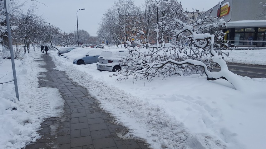 Drzewa nie wytrzymują ciężaru śniegu - Białystok, osiedle...