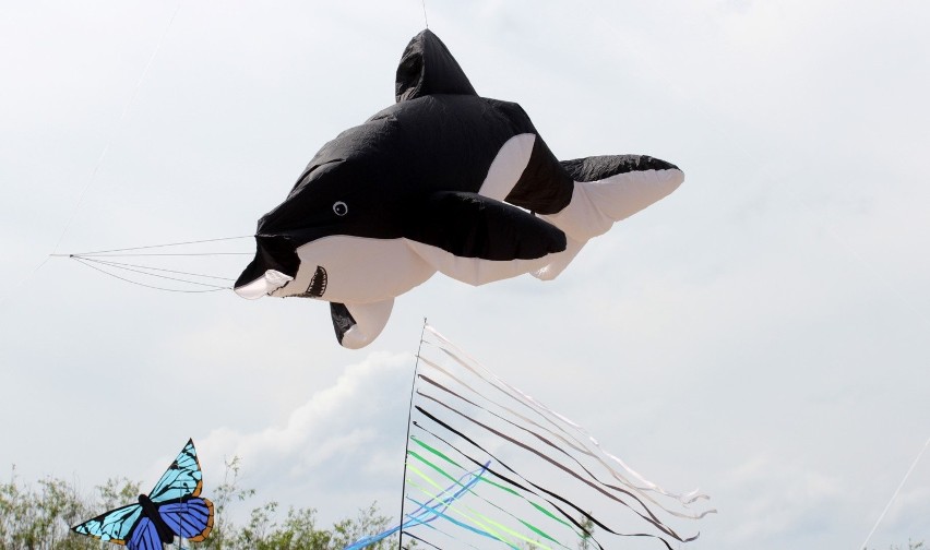 Nad plażą sobieszewską w niedzielę fruwały latawce