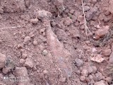 Pod Tarnowem znaleziono dwa niewybuchy z czasów II wojny światowej. Saperzy wywieźli je na poligon