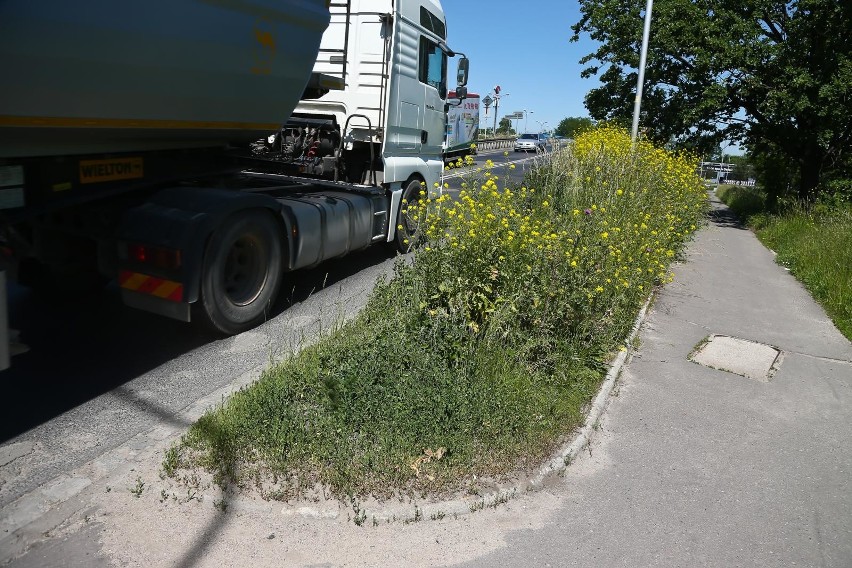 Wrocławskie ulice powoli zamieniają się w dżunglę