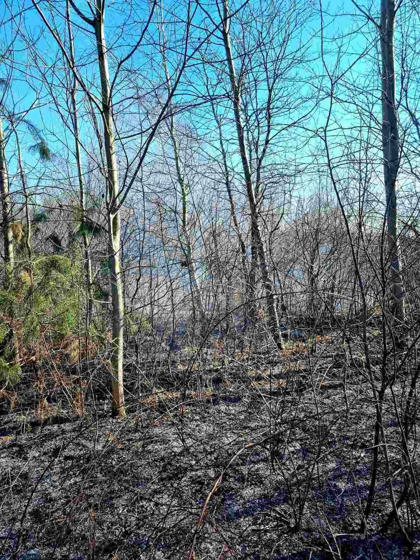 Pożar lasu pod Staszowem. Z płomieniami walczyło kilkudziesięciu strażaków