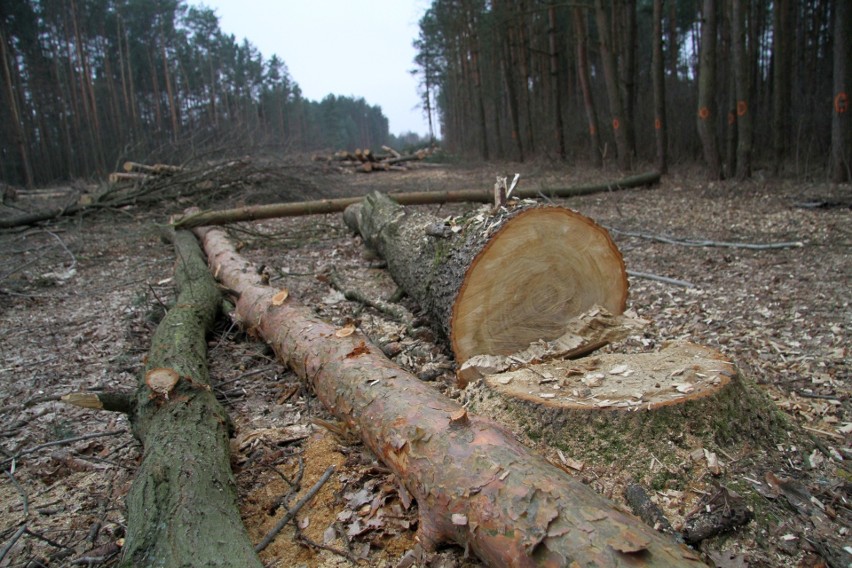 Obwodnica Tarnobrzega. Las Zwierzyniec mocno przerzedzony, kolejne drzewa kładą się pod piłami (ZDJĘCIA)