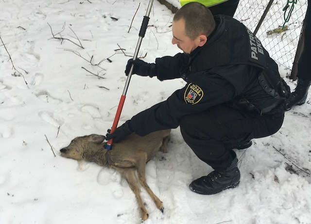 Kilka dni temu ekopatrol toruńskiej straży miejskiej odłowił sarnę, która zabłąkała się na działkach przy ulicy Słowiczej. Zwierzę wróciło już do lasu