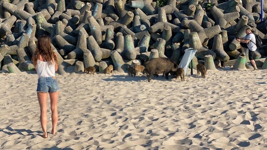 Rodzina dzików na plaży w Mielnie