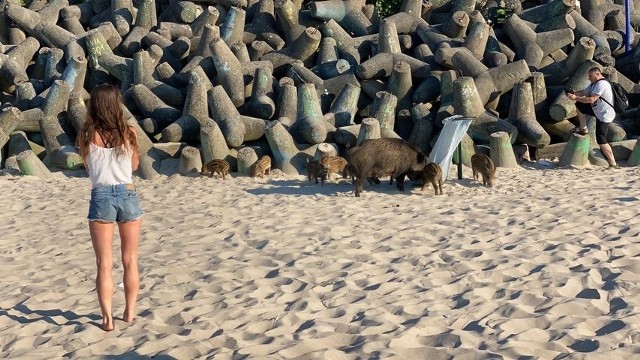 Rodzina dzików na plaży w Mielnie