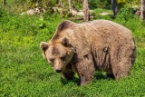 Niedźwiedź spacerował blisko drogi w Leszczawie Dolnej w powiecie przemyskim [WIDEO INTERNAUTY]