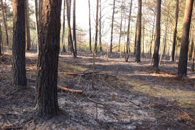 Leśnictwo Niestachów, przy wsi Górno Zawada, gdzie w już marcu doszło do pożaru.