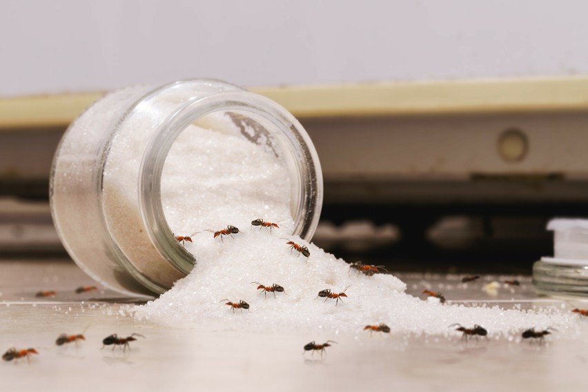 Mrówki mogą zanieczyszczać żywność i być nosicielami...