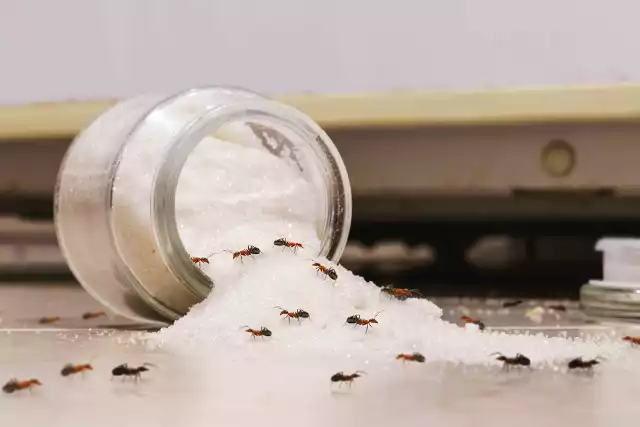 Mrówki mogą zanieczyszczać żywność i być nosicielami alergenów.
