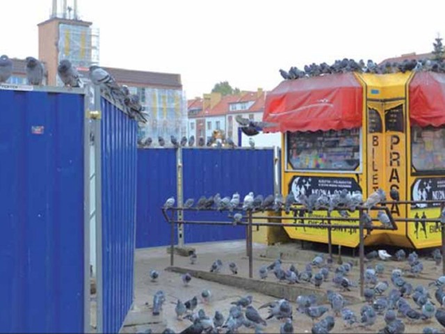 Jak widać, gołębie najbardziej upodobały sobie przystanek autobusowy. Tu też najbardziej brudzą.