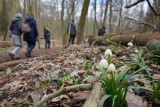 10 pomysłów na jednodniową wycieczkę blisko Poznania. Atrakcyjne miejsca na wiosenny wypad za miasto