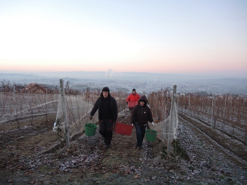 Winiarze w Jaśle robią lodowe wino. Wyjątkowe zbiory w winnicy Podkarpackiej Akademii Wina [ZDJĘCIA]