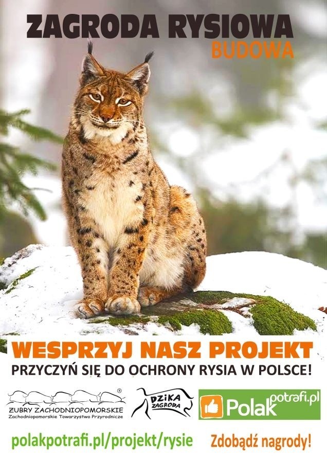 200 - rysi na wolności. Tylko tyle wolnożyjących rysi mieszka na terenie Polski. To gatunek ściśle chroniony