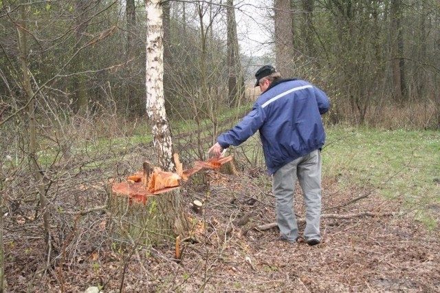 Stanisław Sójka pokazuje, co pozostało po wyciętych drzewach