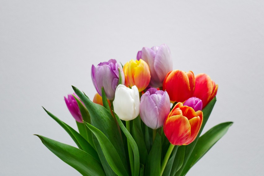 Tulipany nie lubią towarzystwa innych kwiatów w wazonie,...
